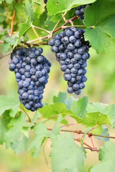 Виноградники на закате осеннего сбора урожая. Спелые винограда.Винодельческий регион, Южная Моравия - Чехия. Виноградник Палавы . — стоковое фото