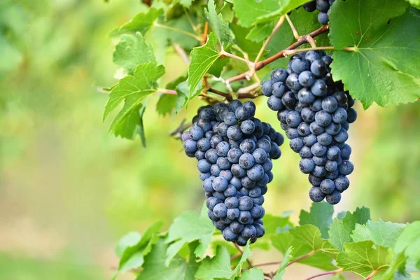 Sonbahar harvest yılında gün batımında üzüm bağları. Olgun üzüm. Şarap bölgesi, Güney Moravia - Çek Cumhuriyeti. E altında bağ.