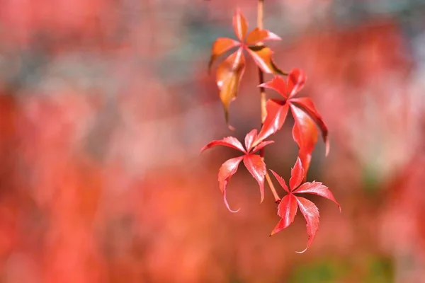Outono. Belas folhas coloridas em árvores em tempo de outono. Fundo de cor sazonal natural. — Fotografia de Stock