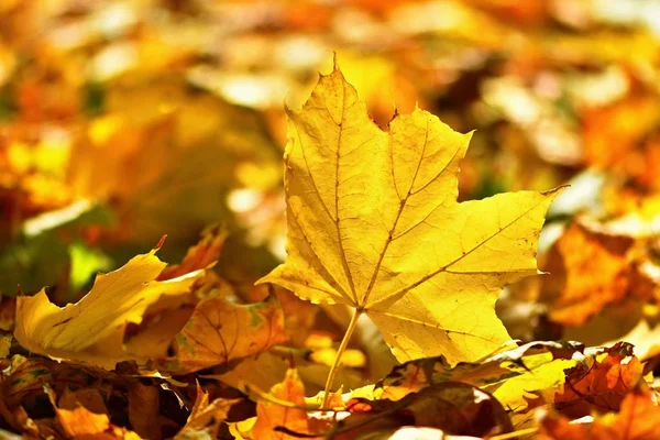 Sonbahar. Sonbahar zamanı ağaçlardaki güzel renkli yapraklar. Doğal mevsimsel renk arkaplanı. 