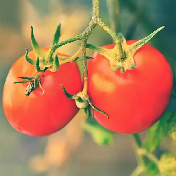 Piękne Dojrzałe Czerwone Pomidory Krzew — Zdjęcie stockowe