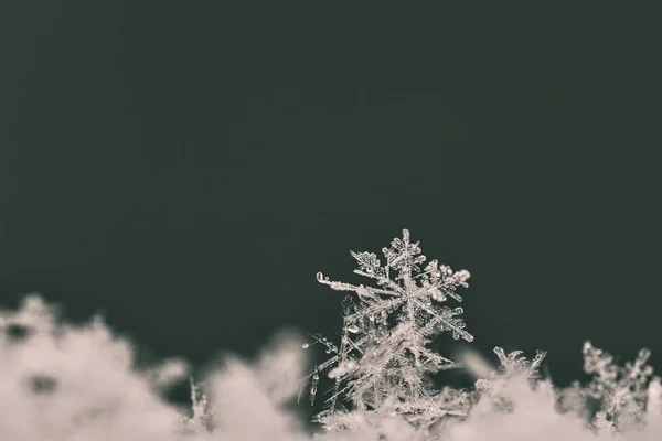 Flocon de neige. Macro photo de vrai cristal de neige. Beau fond d'hiver nature saisonnière et le temps en hiver . — Photo
