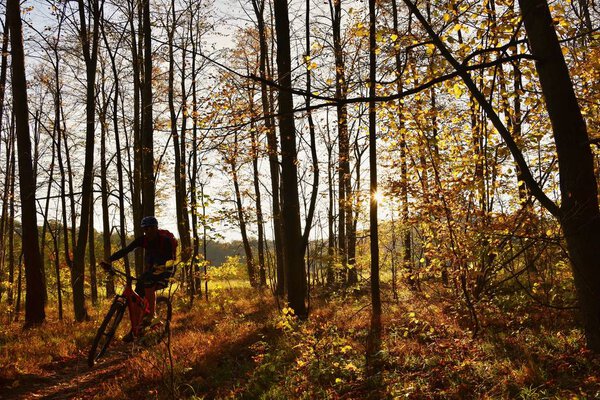 Mountain biker riding in autumn forest. Natural seasonal color background. 
