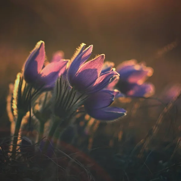 Beautiful Violet Flowers Meadow Sunset Beautiful Natural Colorful Background Pasque — Stock Photo, Image