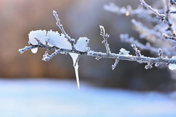 Froid et neige sur les branches. Beau fond saisonnier d'hiver. Photo de nature gelée . — Photo