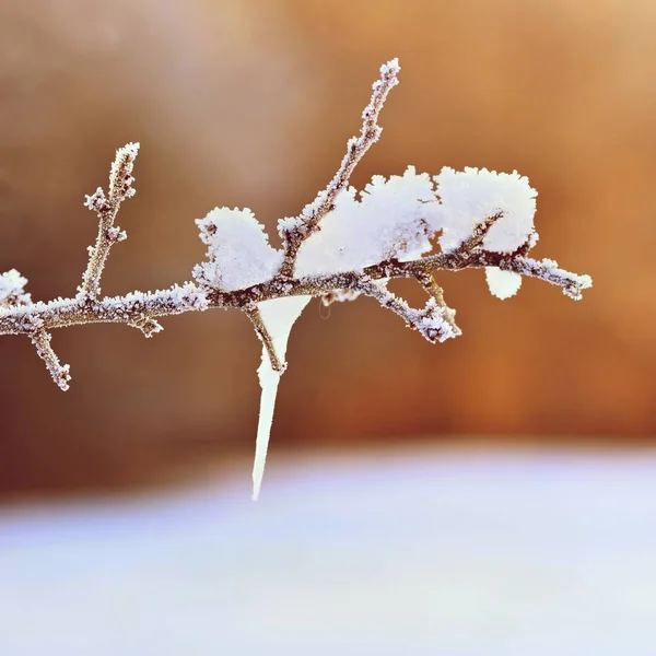 Frost ve kar dalları üzerinde. Güzel kış Mevsimlik arka plan. Dondurulmuş doğa fotoğrafı. — Stok fotoğraf