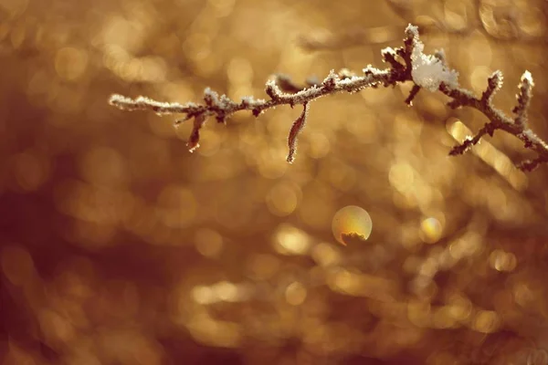 Bel Colpo Natura Con Tramonto Foto Una Vecchia Lente Con — Foto Stock