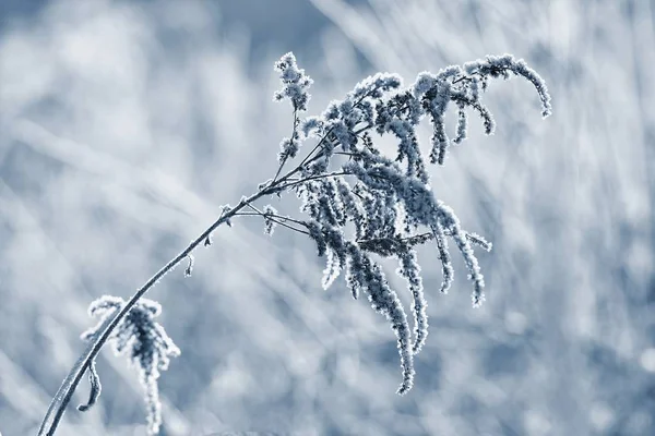 Froid et neige sur les branches. Beau fond saisonnier d'hiver. Photo de nature gelée . — Photo