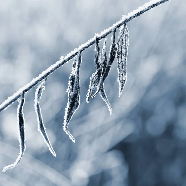 Frost ve kar dalları üzerinde. Güzel kış Mevsimlik arka plan. Dondurulmuş doğa fotoğrafı. — Stok fotoğraf