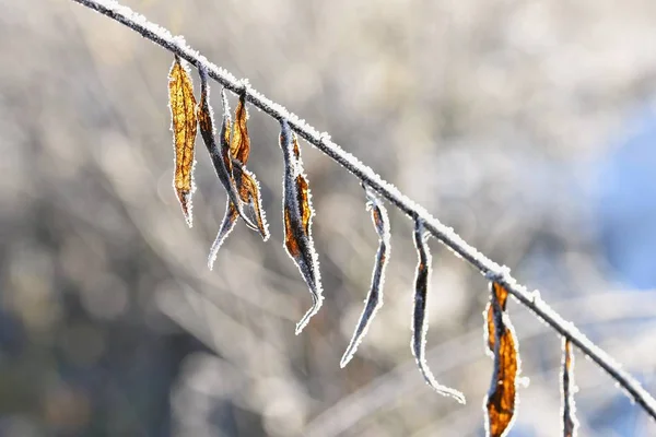 霜と雪枝に。美しい冬の季節背景。冷凍の自然の写真. — ストック写真