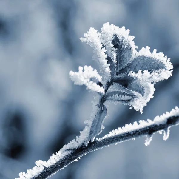 Мороз і сніг на гілках. Прекрасний зимовий сезонний фон. Фото замороженої природи . — стокове фото