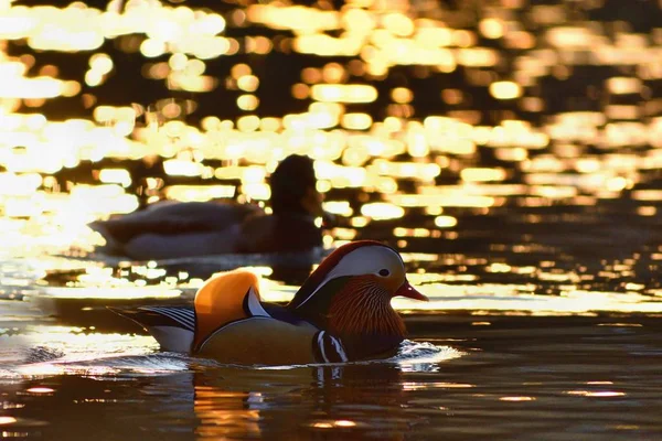 Pato mandarín macho de primer plano (Aix galericulata) nadando sobre el agua con reflexión. Un hermoso pájaro viviendo en la naturaleza . — Foto de Stock