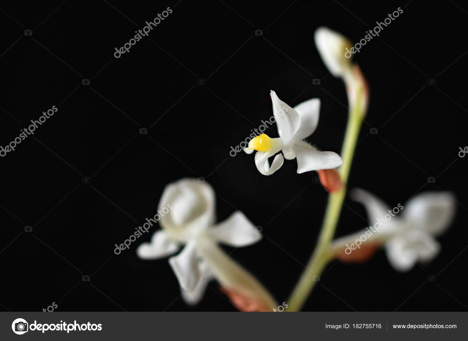 Orquídea ludisia fotos de stock, imágenes de Orquídea ludisia sin royalties  | Depositphotos