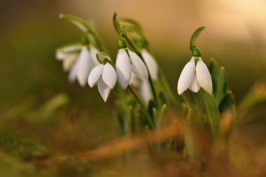 Kardelen çiçek bahar. Güzel günbatımında kurtçukları çiçek açmış. Hassas kardelen çiçek bahar sembolleri biridir. (Amaryllidaceae - Galanthus nivalis)