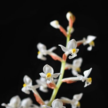 Ludisia discolor (Jewel Orchid) A beautiful blossoming white flower on a clean black background. clipart