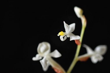 Ludisia discolor (Jewel Orchid) A beautiful blossoming white flower on a clean black background. clipart