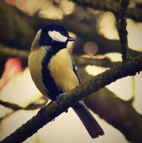 自然の木に鳥の美しいショット 四十雀 — ストック写真