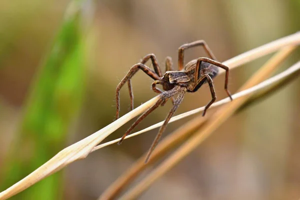 Hermosa macro disparo de araña en la hierba . —  Fotos de Stock