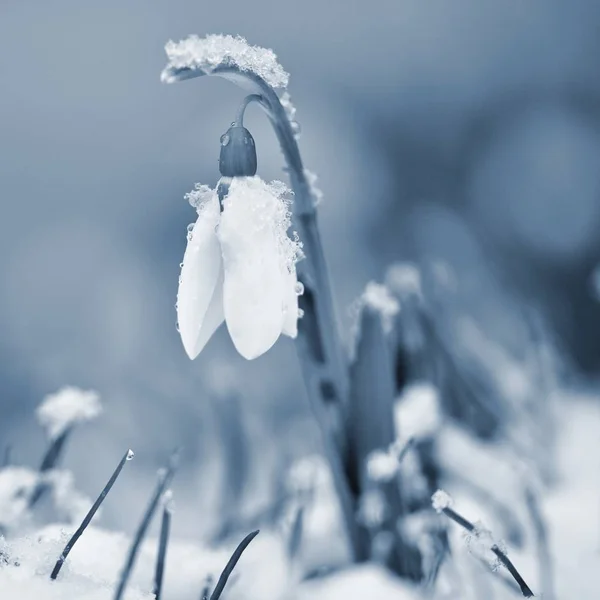 Kardelen çiçek bahar. Güzel günbatımında kurtçukları çiçek açmış. Hassas kardelen çiçek bahar sembolleri biridir. (Amaryllidaceae - Galanthus nivalis) — Stok fotoğraf