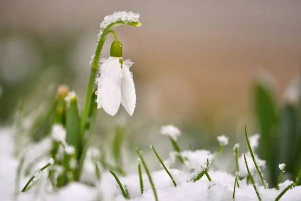 Gotas de nieve flores de primavera. Hermosamente floreciendo en la hierba al atardecer. Delicada flor de la gota de nieve es uno de los símbolos de primavera. (Amaryllidaceae - Galanthus nivalis ) —  Fotos de Stock