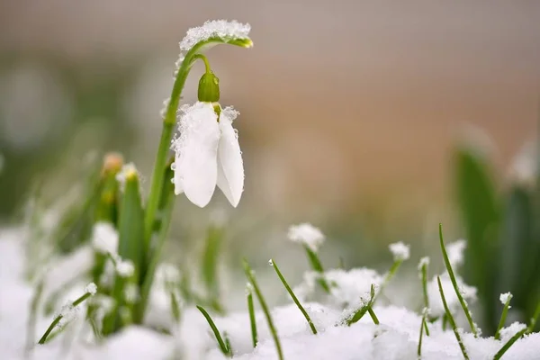 Kardelen çiçek bahar. Güzel günbatımında kurtçukları çiçek açmış. Hassas kardelen çiçek bahar sembolleri biridir. (Amaryllidaceae - Galanthus nivalis)