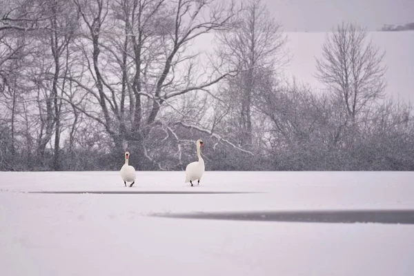 Лебеди зимой. Изображение птиц в зимней природе со снегом . — стоковое фото