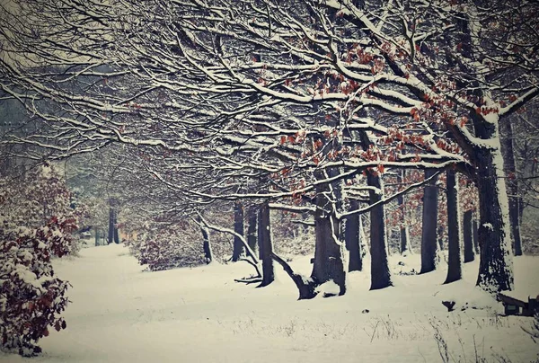 Kış Manzarası Ormandaki Buzlu Ağaçlar Doğa Karla Kaplı Güzel Mevsimlik — Stok fotoğraf