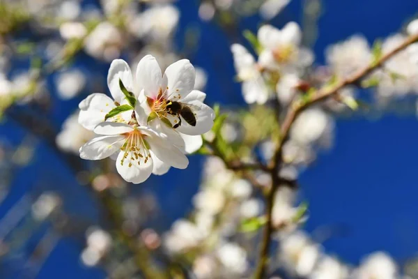 Vår Bakgrund Vackert Blommande Träd Med Bee Blomma Naturen — Stockfoto