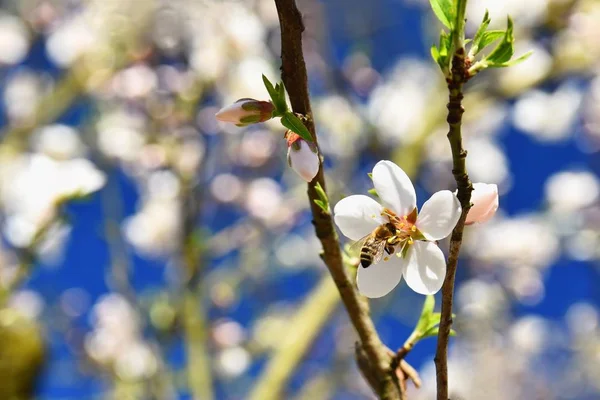 Jaro Pozadí Krásně Kvetoucí Strom Bee Květiny Přírodě — Stock fotografie