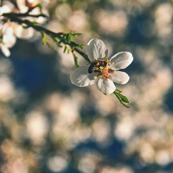 春の背景 蜂と美しく開花ツリー 自然を花します — ストック写真