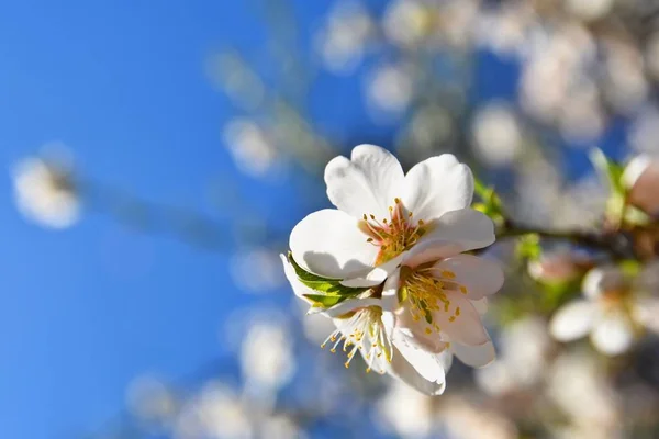 Nádherný Květ Stromu Přírodní Scéna Sluncem Slunečného Dne Jarní Květiny — Stock fotografie