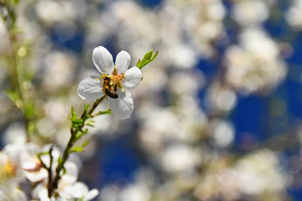 春の背景 蜂と美しく開花ツリー 自然を花します — ストック写真