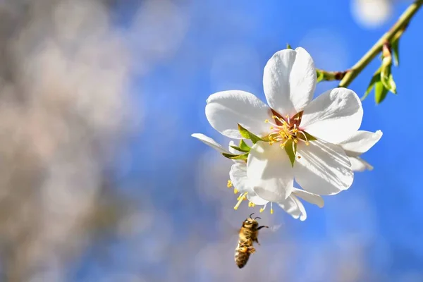 Krásně Kvetoucí Strom Včelí Sbírání Nektaru Slunný Jarní Den Přírodě — Stock fotografie