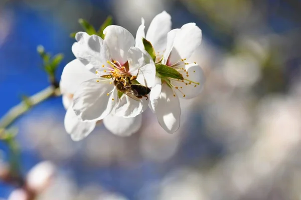 Árbol Bellamente Floreciente Con Una Abeja Recolectando Néctar Soleado Día —  Fotos de Stock