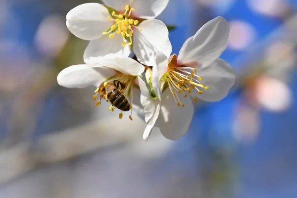 Un arbre magnifiquement fleuri avec une abeille collectionnant le nectar. Journée ensoleillée de printemps dans la nature. Macro shot avec des fonds colorés, naturels et flous . — Photo