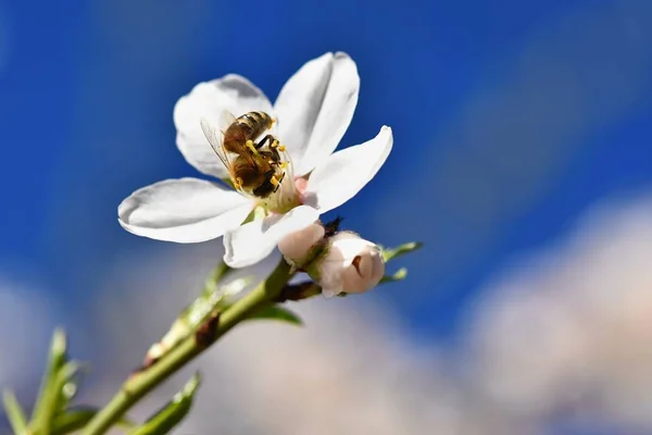 A beautifully blooming tree with a bee collecting nectar. Sunny spring day in nature. Macro shot with colorful, natural and blurred backgrounds. — Stock Photo, Image