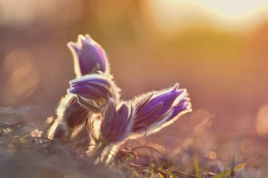 Bahar çiçek. Doğa çayır ve Günbatımı ile. Bahar için mevsimlik kavram. Güzel çiçek pasque çiçek ve güneş doğal renkli arka plan ile. (Pulsatilla grandis)