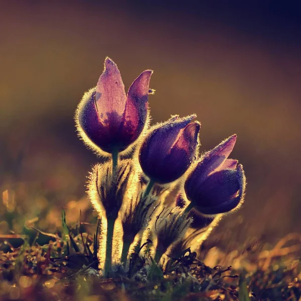 Jarní květina. Krásné fialové malé chlupaté-Koniklec. (Pulsatilla grandis) Kvetoucí na jarní louce na západ slunce. — Stock fotografie