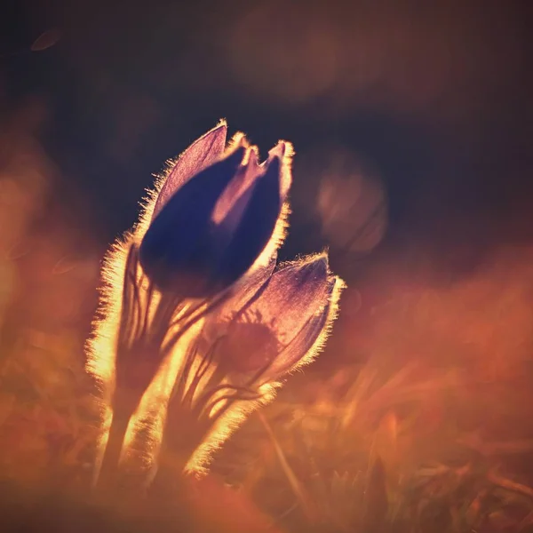 Jarní květina. Příroda s loukou a západ slunce. Sezónní koncept pro jaro. Krásně kvetoucí Koniklec a slunce s přírodním barevném pozadí. (Pulsatilla grandis) — Stock fotografie