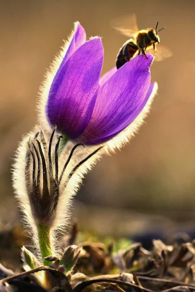 Spring flower with a bee. Beautifully blossoming pasque flower and sun with a natural colored background. (Pulsatilla grandis) Springtime season. — Stock Photo, Image