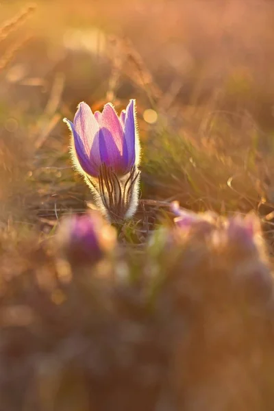 春の花。草原と夕日と自然。春の季節の概念。美しく開花のために、オキナグサの花と自然な色付きの背景に太陽。(Pulsatilla グランディス) — ストック写真