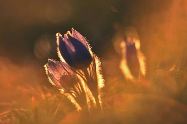 Spring flower. Nature with meadow and sunset. Seasonal concept for springtime. Beautifully blossoming pasque flower and sun with a natural colored background. (Pulsatilla grandis) — Stock Photo, Image