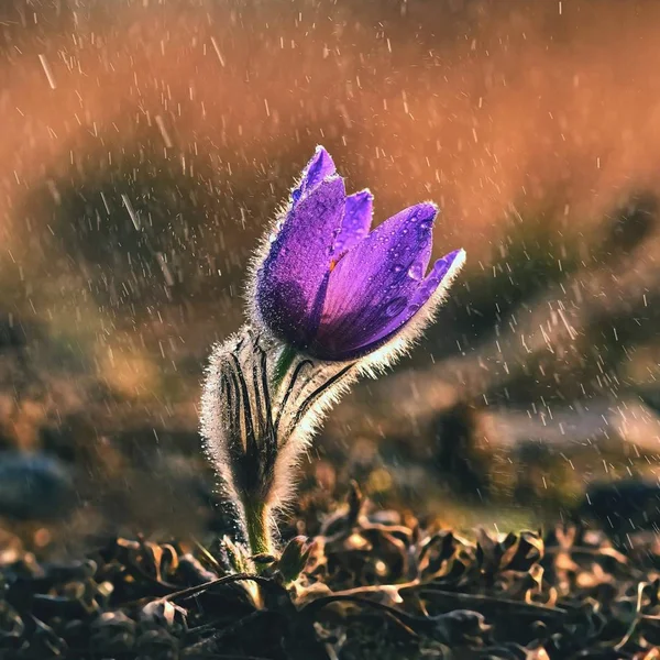 Voorjaar en de lente bloeien in de regen. Bloeien mooie bloemen op een weide in de natuur. Pulsatilla bloem en zon met een natuurlijke gekleurde achtergrond. (Pulsatilla grandis) — Stockfoto