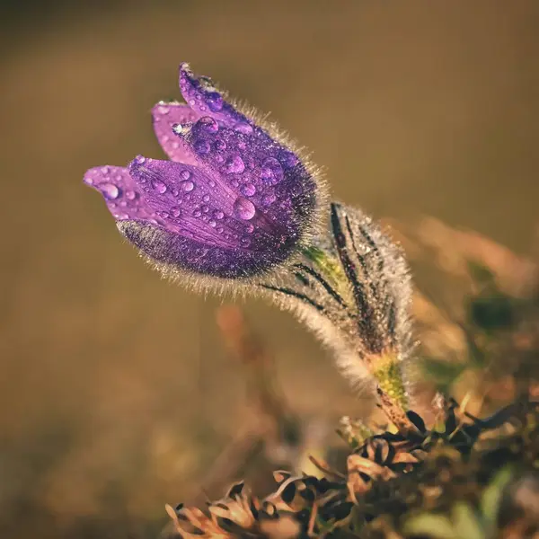 Flor de primavera. Hermosa florecita peluda púrpura. (Pulsatilla grandis) Floreciendo en el prado de primavera al atardecer . — Foto de Stock