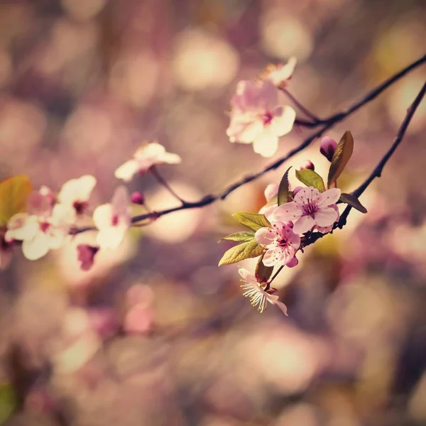 벚꽃 꽃 나무입니다. 자연과 봄 배경입니다. 핑크 사쿠라 꽃입니다. 화창한 날에 태양 장면입니다. 봄 꽃입니다. 봄 날에 추상적인 배경을 흐리게. — 스톡 사진