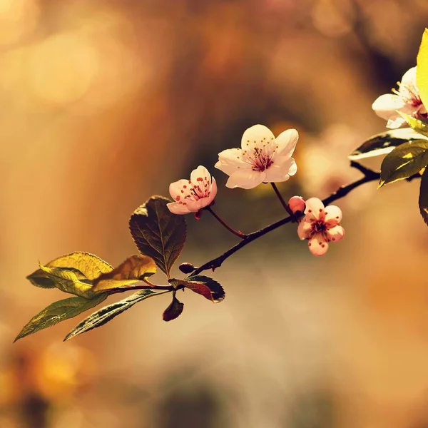 봄 꽃입니다. 다채로운 자연입니다. 봄 날에 대 한 계절 개념입니다. 아름 답게 꽃 트리 분기입니다. 벚꽃-사쿠라와 자연 색된 배경으로 태양. — 스톡 사진