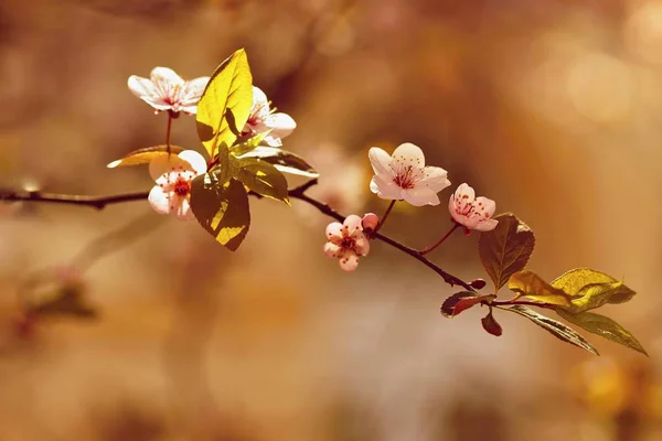 Lente bloemen. Kleurrijke natuur. Seizoensgebonden concept voor de lente. Prachtig bloeiende vertakking van de beslissingsstructuur. Cherry - Sakura en zon met een natuurlijke gekleurde achtergrond. — Stockfoto