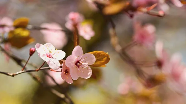 Fond Fleur Printemps Belle Scène Nature Avec Arbre Fleurs Soleil — Photo