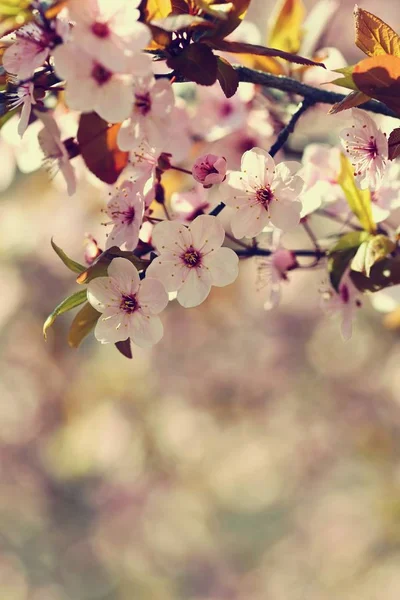 봄 꽃 배경입니다. 피 나무와 태양 아름 다운 자연 장면입니다. 화창한 날입니다. 봄 꽃입니다. 봄 날에 추상적인 배경을 흐리게. — 스톡 사진