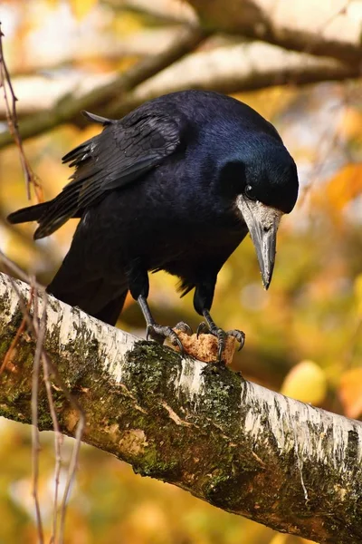 Güzel Resim Bir Kuş Raven Sonbahar Doğada Karga — Stok fotoğraf